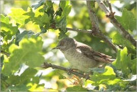 <p>PĚNICE VLAŠSKÁ (Sylvia nisoria) /Berred warbler - Sperbergerasmücke/</p>